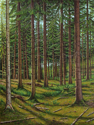 Der Fichtenwald, 2014, 60/80 cm, Öl, Leinwand Bilder und Illustration von Jürgen Schmidt