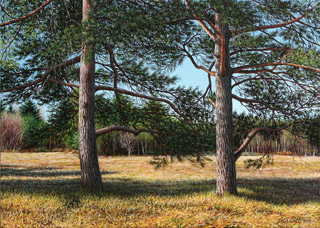 Waldwiese mit Kiefern, 2015, 70/50 cm, Öl, Leinwand Bilder und Illustration von Jürgen Schmidt