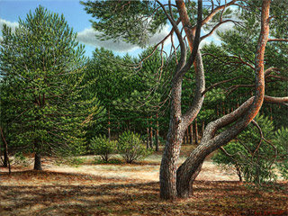 Kiefernwald, 2015, 60/80 cm, Öl, Leinwand Bilder und Illustration von Jürgen Schmidt